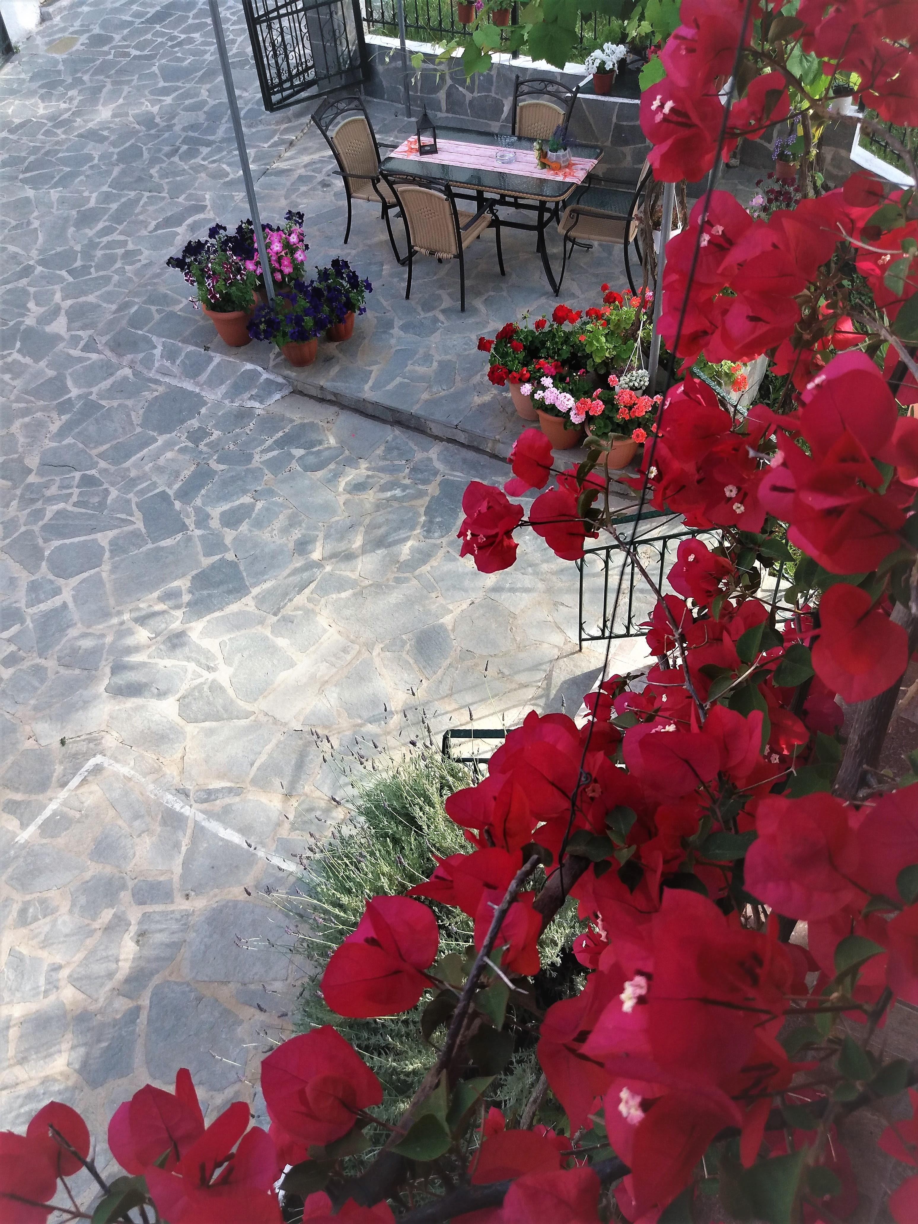 Ziogas Luxury Apartments Δασιά Εξωτερικό φωτογραφία